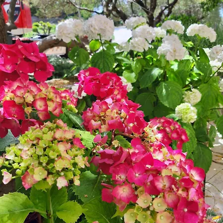 Apartmán Vesna Banjol